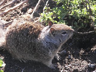 The beach area has lots of ground squirrels in addition to elephant seals