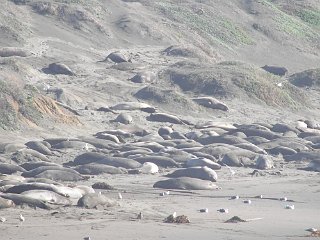 Elephant seals sprawling on the beach