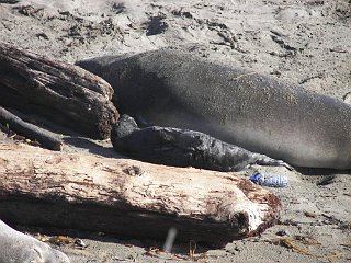 Elephant seal and new pup