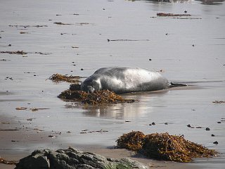 Elephant seal surveying the beach-scape
