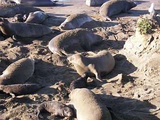 More elephant seals