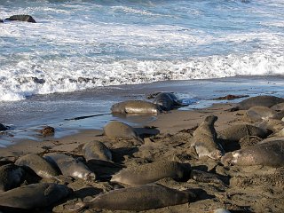 More elephant seals
