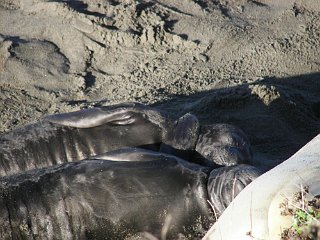 More elephant seals; these look like twins