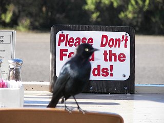 Cambria:	Apparently, birds can't read