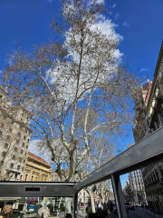 Spring is arriving--slowly--in Barcelona