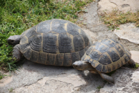 Turtles in the yard of Hotel Kalehan
