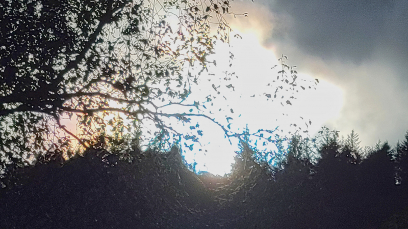 Late afternoon light through the trees near the Glendalough religious site.