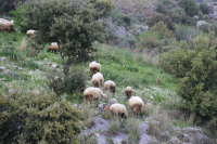 Priene: