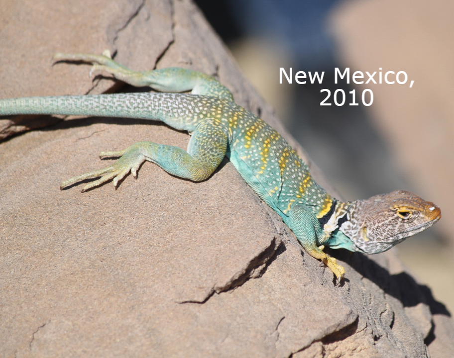 New Mexico, 2010