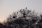 Storks early in the morning in Gülhane Park