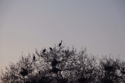 Storks early in the morning in Gülhane Park