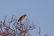 One of the storks in Gulhane park