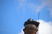 Stork nest on chimney