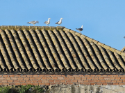Seagulls staking out an observation post.