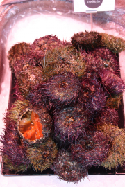 Sea urchins at San Miguel