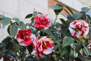 Flowers in the garden at the Thyssen
