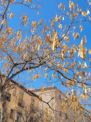 Blue sky through leaves and branches