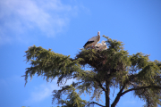 Stork nesting in tree outside Segovia Alcázar