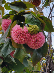 In the Gardens of the Alcázar