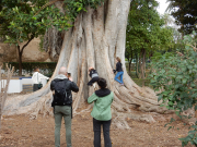 Baobab tree in the gardens