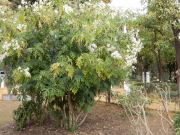 In the Gardens of the Alcázar; Is this a daisy tree?