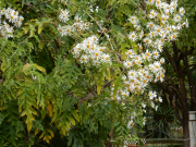 Probably not, but the flowers looked like daisies