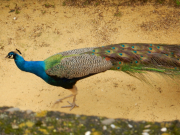 There was a bevy of peafowl (peahens and peacocks) lives out our window, just on the other side of the wall.