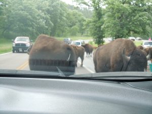 Buffalo outside our car, Custer State Park, SD