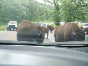Buffalo outside our car, Custer State Park, SD