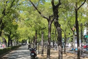 Paseo de la Castellana (the Castilian's Mall)