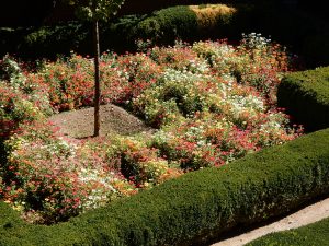 Flower bed in the Generalife