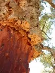 A cork tree with the bark (the cork) stripped from the bole up to about 2 meters.