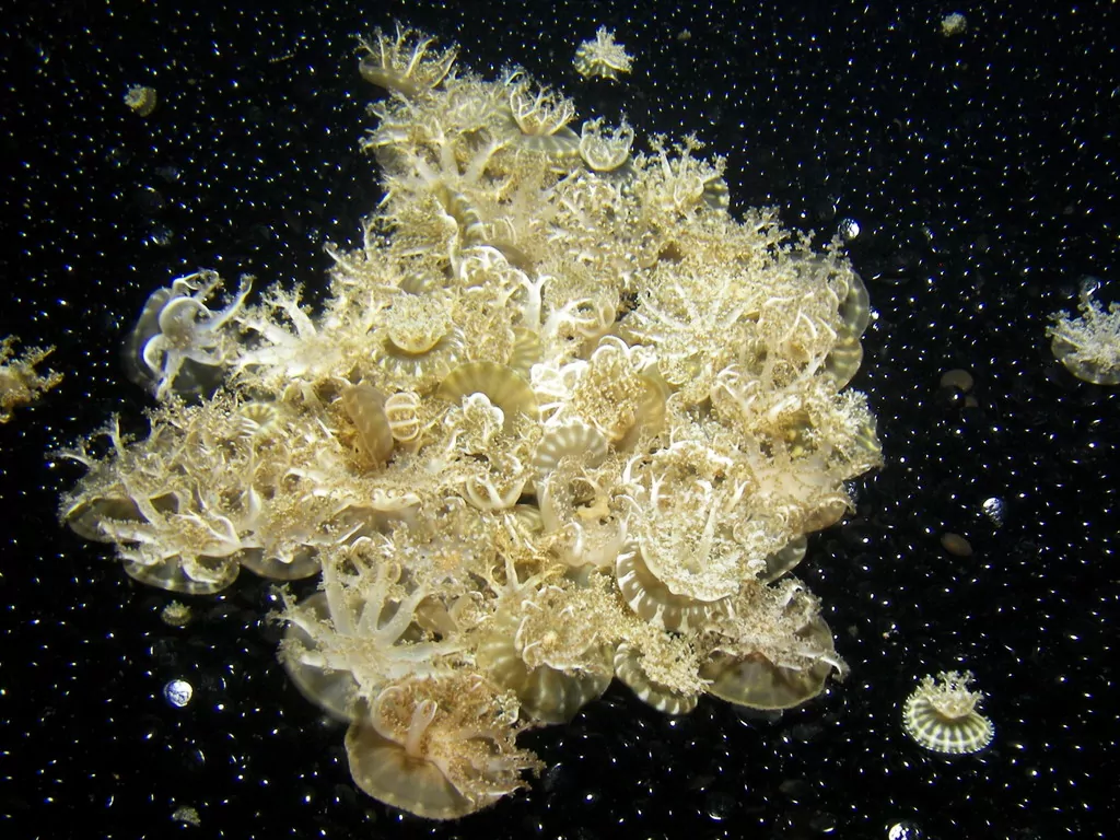 2006 Monterey Bay Aquarium