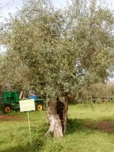 An old olive tree at Basilippo