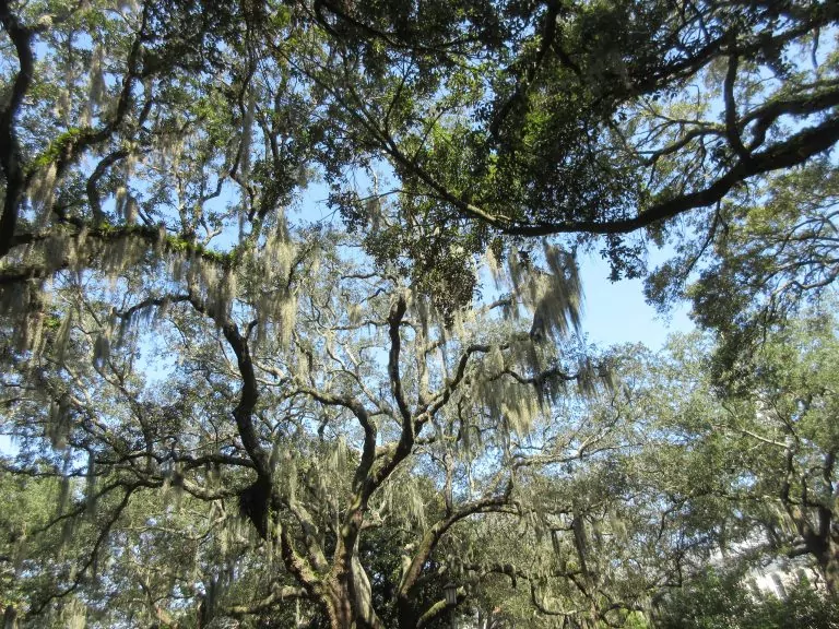 Chippewa Square, Savannah, Georgia September 2022